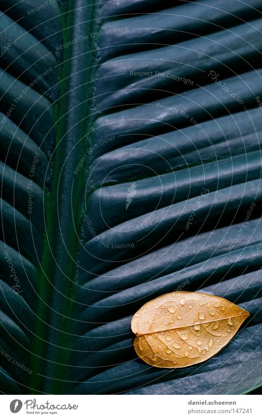 leaf on leaf Autumn Leaf Abstract Background picture Graphic Wall (building) Gray Yellow Green Grass Meadow Brown Seasons Growth Macro (Extreme close-up)