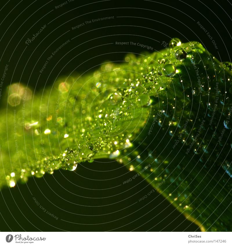 predetermined breaking point Drops of water Dew Water Rain Damp Cold Wet Morning Autumn Summer Green Black Grass Blade of grass Plant Macro (Extreme close-up)