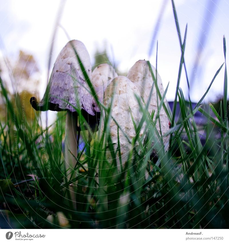 At the roadside Mushroom Grass Autumn Wayside Roadside Hide Hidden Umbrellas & Shades Motor vehicle Harmful substance Fine particles mushroom pick