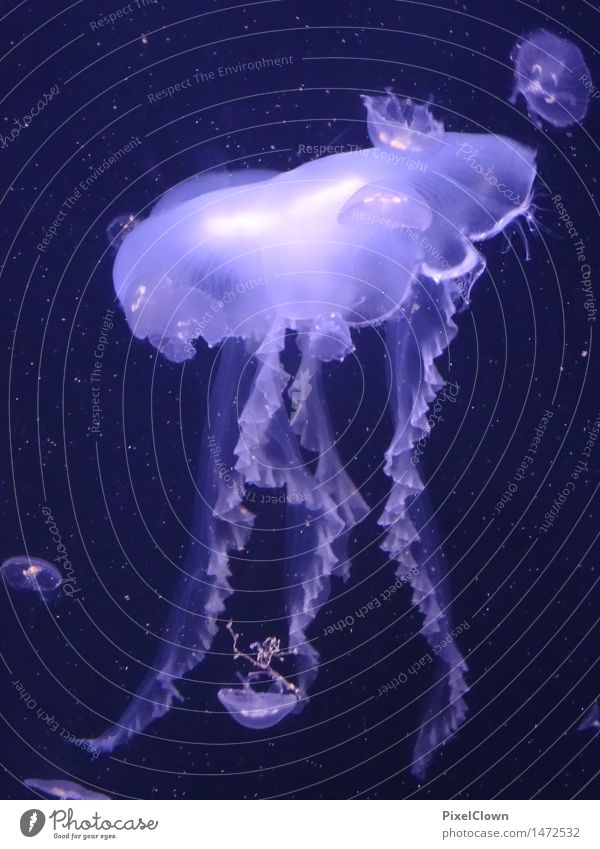 jelly Vacation & Travel Adventure Ocean Dive Nature Water Animal Jellyfish Aquarium Group of animals Swimming & Bathing Blue Tourism Colour photo Multicoloured