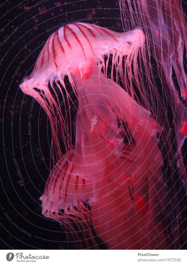jelly Vacation & Travel Adventure Ocean Nature Animal Jellyfish Aquarium Group of animals Swimming & Bathing Red Esthetic Environment Colour photo Multicoloured