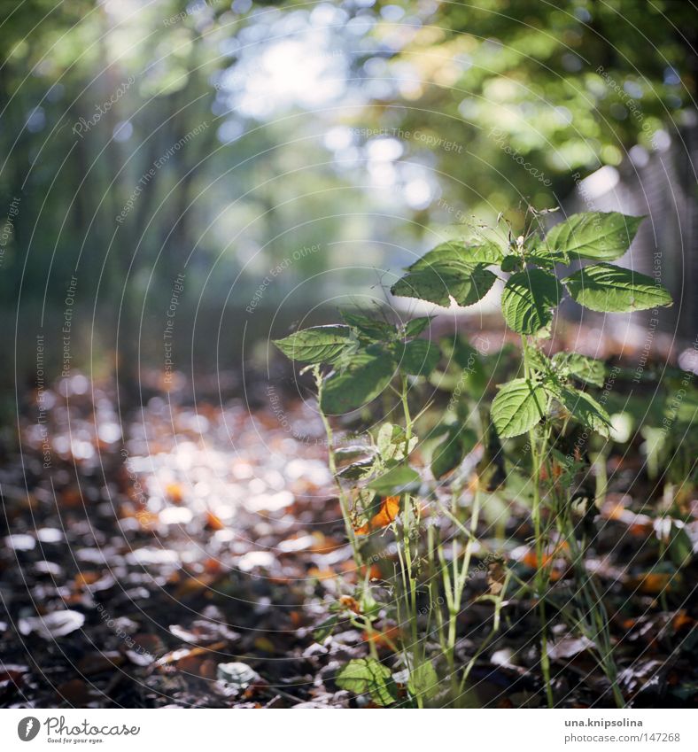 impatient Sun Nature Autumn Grass Leaf Foliage plant Forest Green Impatiens Herbarium Seasons Footpath Wayside To go for a walk Weed Light Blur