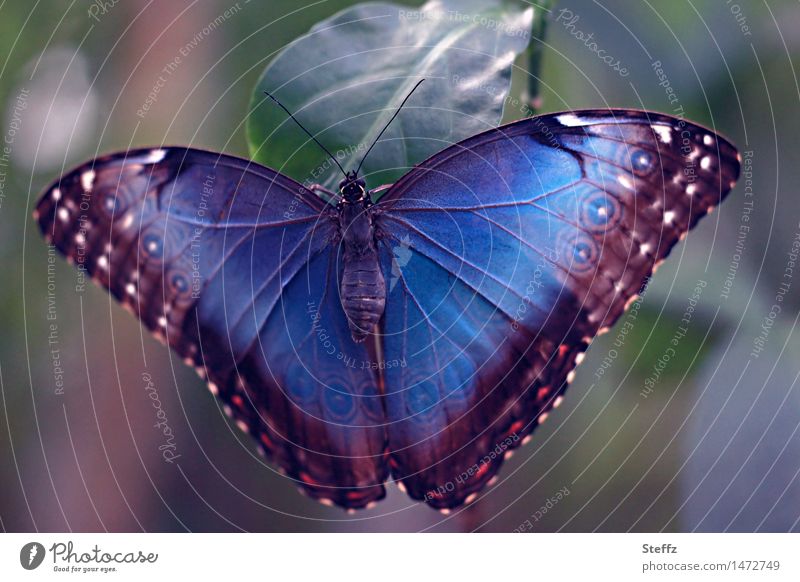 Butterfly Catcher Stock Photo, Picture and Royalty Free Image