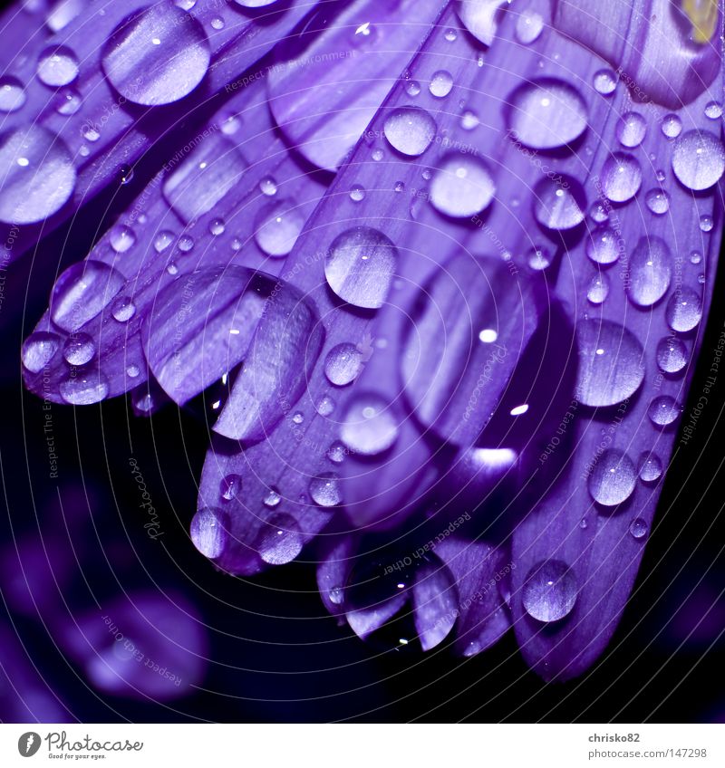 Dew drops on Aster Flower Blossom Blossom leave Violet Drops of water Rain Hang Lie Beautiful Calm Balcony Feng Shui Tension Distribute Distributed Muddled