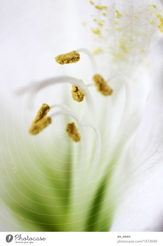 White Amaryllis Lifestyle Elegant Style Harmonious Mother's Day Wedding Nature Plant Flower Blossom Pot plant Exotic Stamen Pollen Seed head Calyx Blossoming