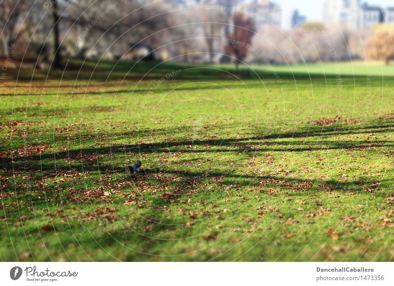 alone in the park Nature Animal Autumn Grass Leaf Park Meadow Town Rodent Squirrel 1 Sit Small Environment New York City Central Park Manhattan Shadow