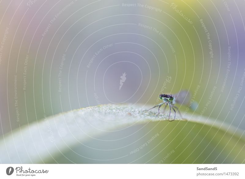 Blue-tailed damselfly Environment Nature Animal Drops of water Plant Leaf Garden Park Wild animal Animal face Wing 1 Spring fever Beautiful Surprise Green