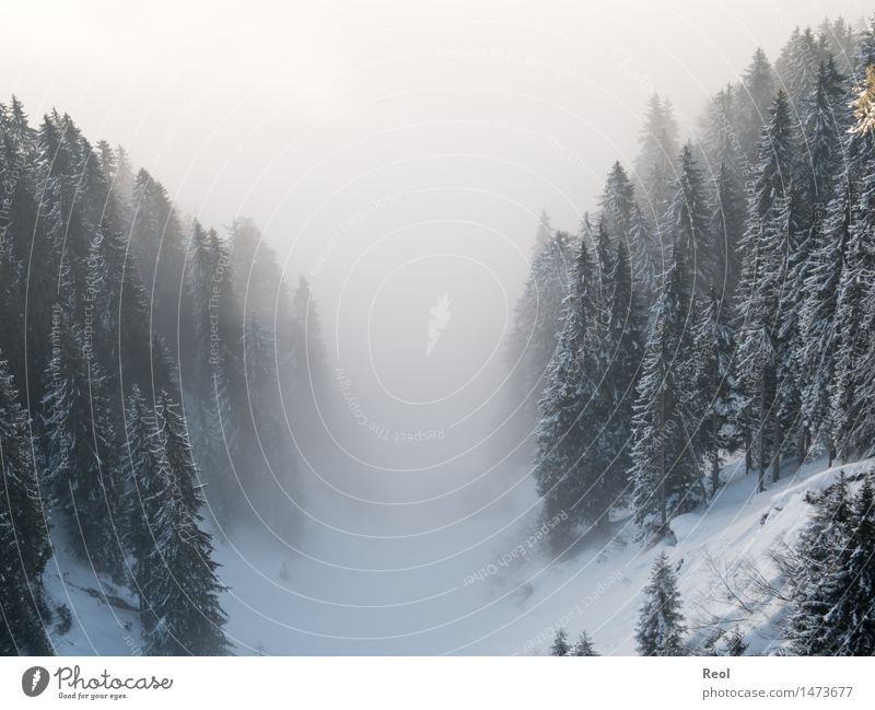 fog valley Nature Landscape Elements Winter Beautiful weather Fog Snow Plant Tree Fir tree Forest Mountain Coniferous forest Valley Dark Black White Calm