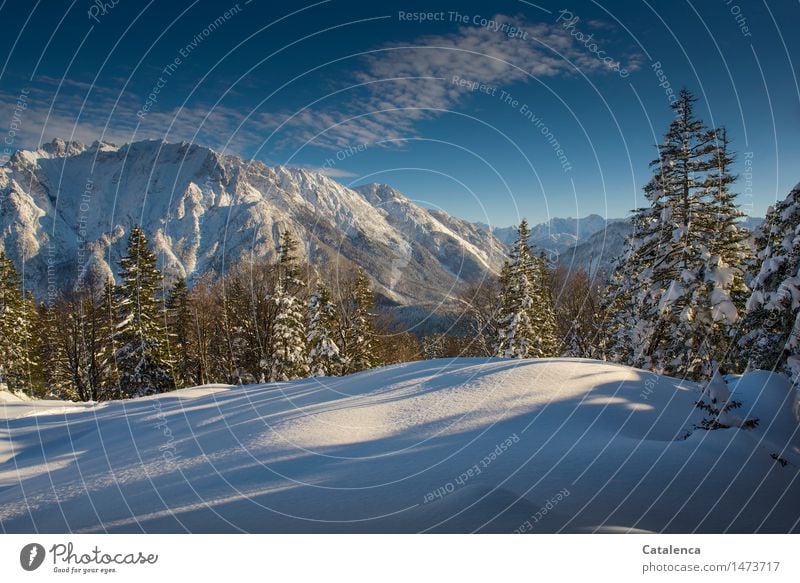 winter joy Winter Snow Winter vacation Mountain Hiking Skis Environment Nature Landscape Plant Clouds Horizon Sunlight Beautiful weather Tree spruces Forest