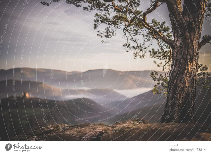 outlook Nature Landscape Plant Sky Clouds Horizon Sunrise Sunset Beautiful weather Fog Tree Meadow Forest Hill Rock Peak Ruin Far-off places Infinity Warmth