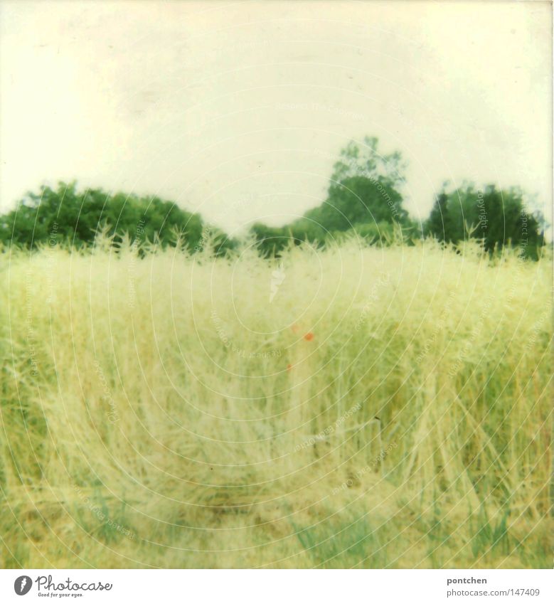 A cornfield before trees. Wild nature. Agriculture Polaroid Day Light Fragrance Summer Plant Animal Sky Autumn Warmth flowers Grass bushes Meadow Field Bright