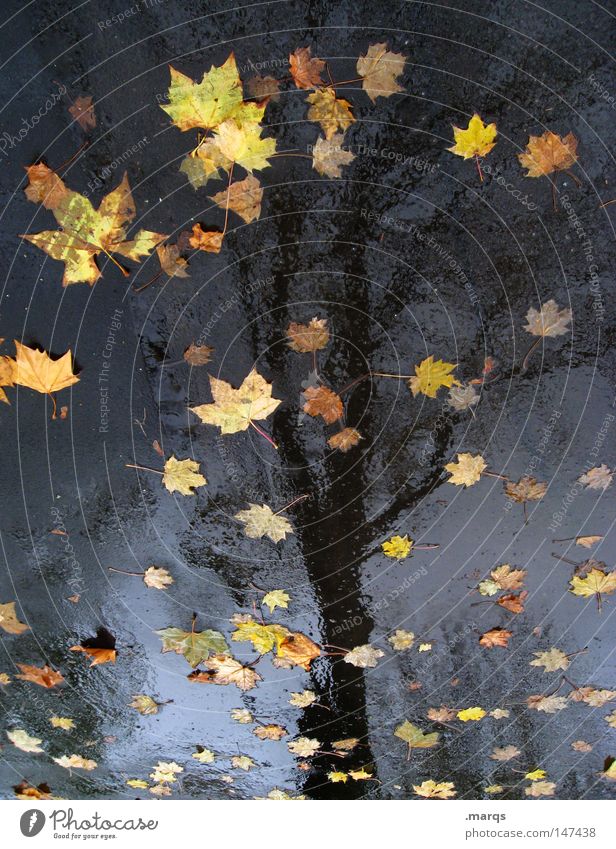 The leaves have fallen Tree Leaf Wet Cold Damp Autumn Asphalt Reflection Transience Rain Street Water Allegory ...