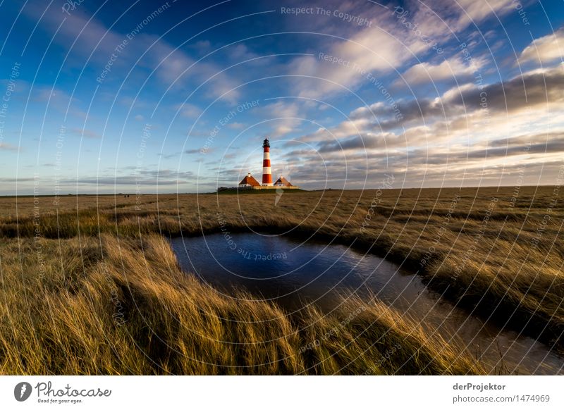 Winter walk in Westerhever Vacation & Travel Tourism Trip Adventure Far-off places Freedom Environment Nature Landscape Plant Animal Beautiful weather Meadow