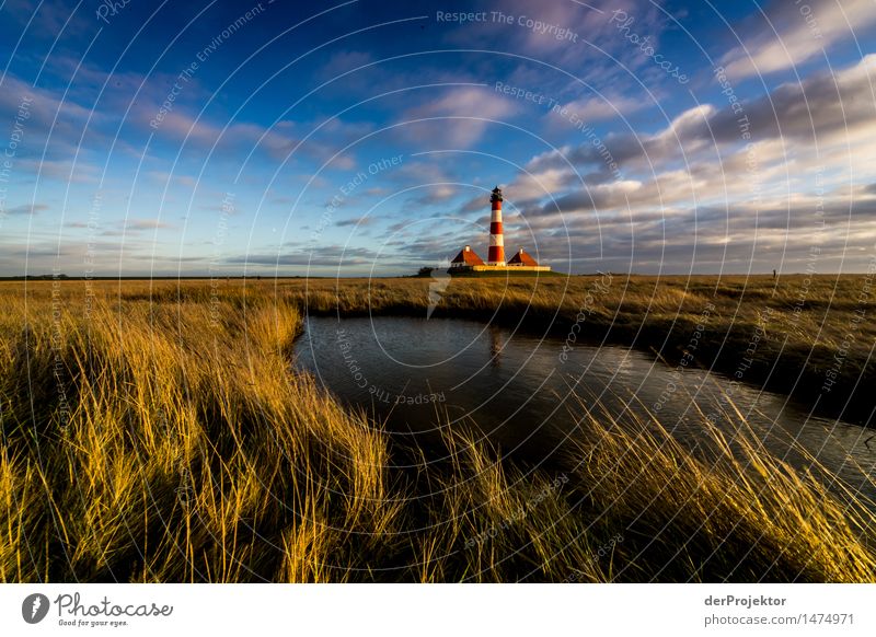 Perfect winter afternoon in Westerhever Vacation & Travel Tourism Trip Far-off places Freedom Hiking Environment Nature Landscape Plant Animal Winter