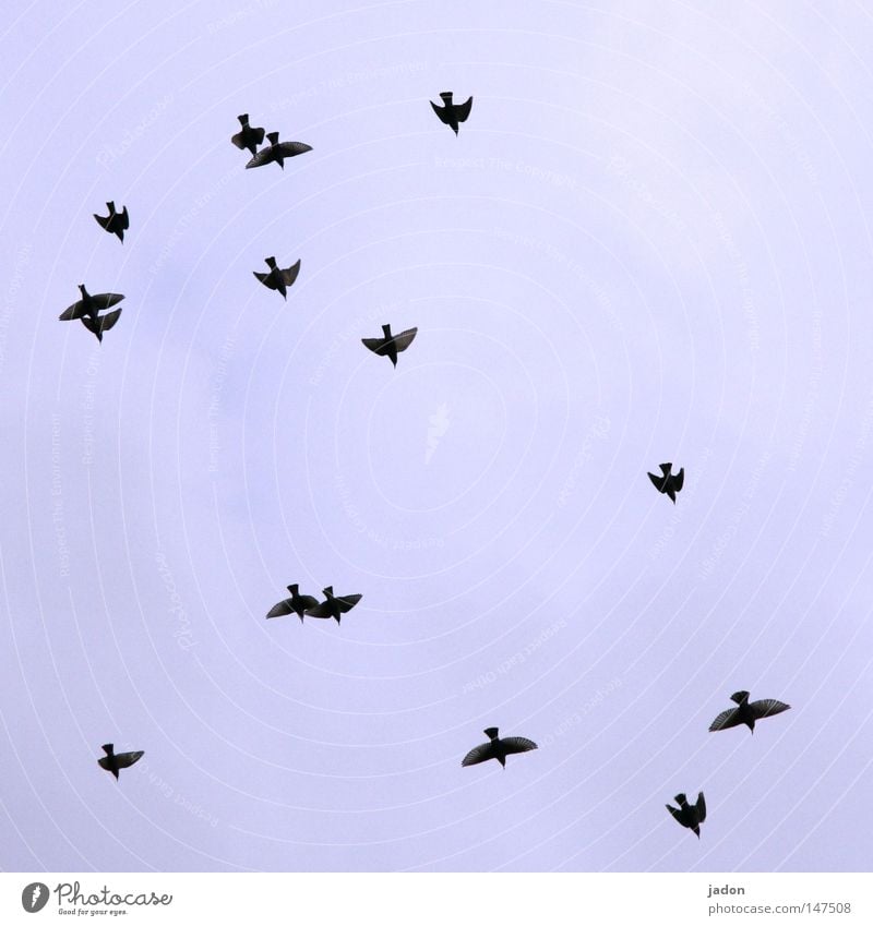 3 pairs, 9 singles Bird Sky Flying Formation Blue Aviation Speed Silhouette War Flock of birds Brandenburg bird world Profile