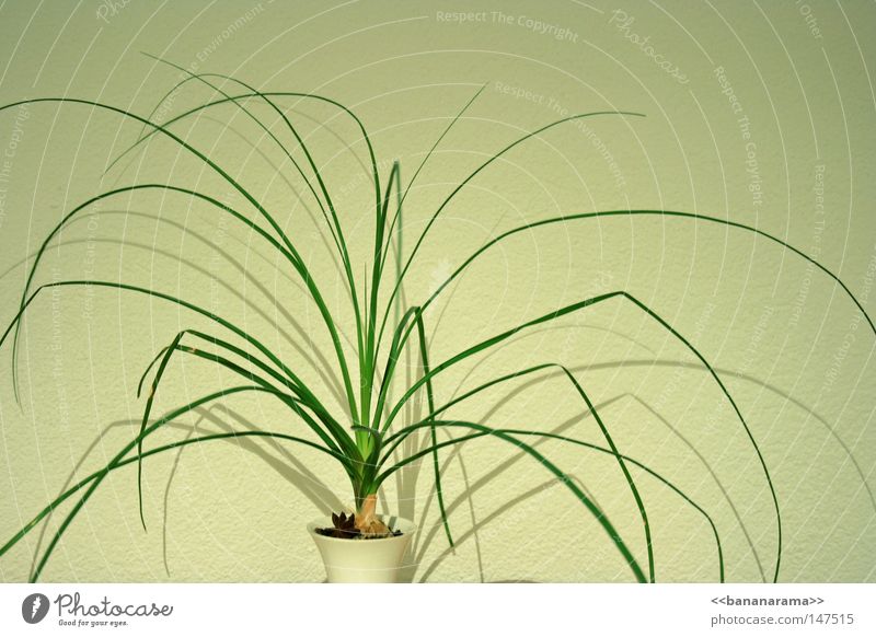 spider leg office plant Grass Plant Bushes Blade of grass Green Vase Houseplant White Decoration Evergreen plants Shadow Earth spider plant clean ...