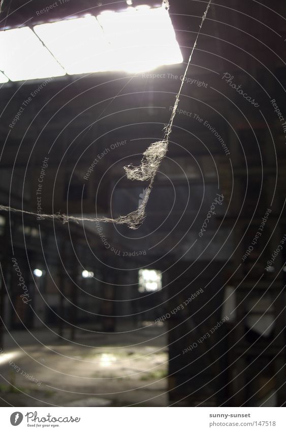forsake sb./sth. Spider's web Cobwebby Spider legs Warehouse Loneliness Sunlight Back-light Gray Dark Calm Hall Derelict