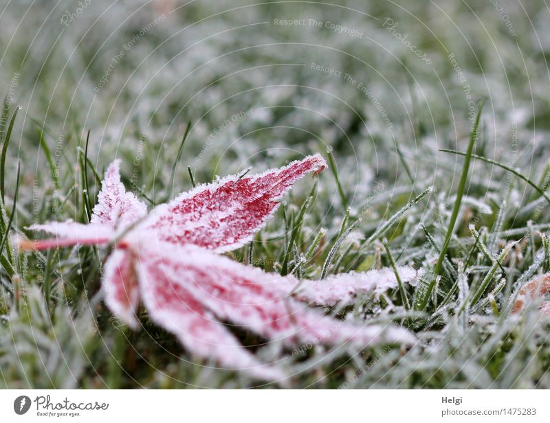 frozen... Environment Nature Plant Winter Ice Frost Grass Leaf Maple leaf Garden Freeze Lie Exceptional Cold Natural Green Red White Calm Uniqueness Transience