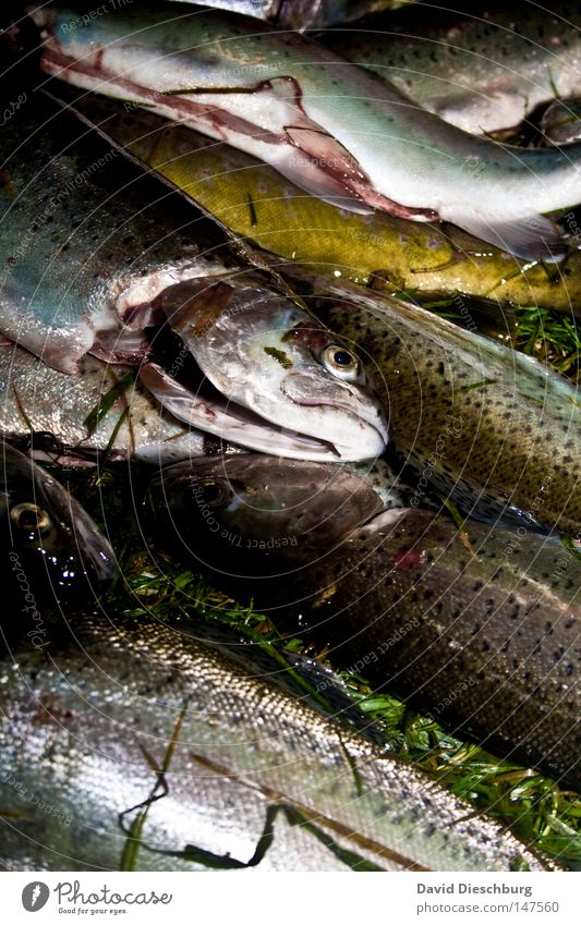 Death by anglers Fish Smoothness Eyes Albumin Trout Fisherman Supplies Markets Nutrition Food Fish food Fish head Fishing boat Fresh Feed Ocean Lie Offer Demand