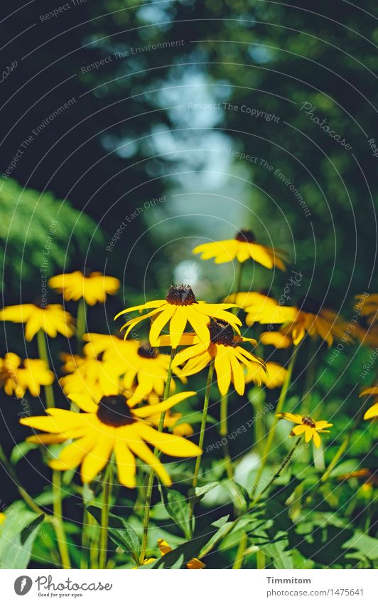 Final spurt. Environment Nature Plant Summer Beautiful weather Flower Blossom Rudbeckia Garden Blossoming Yellow Green Colour photo Exterior shot Deserted Day