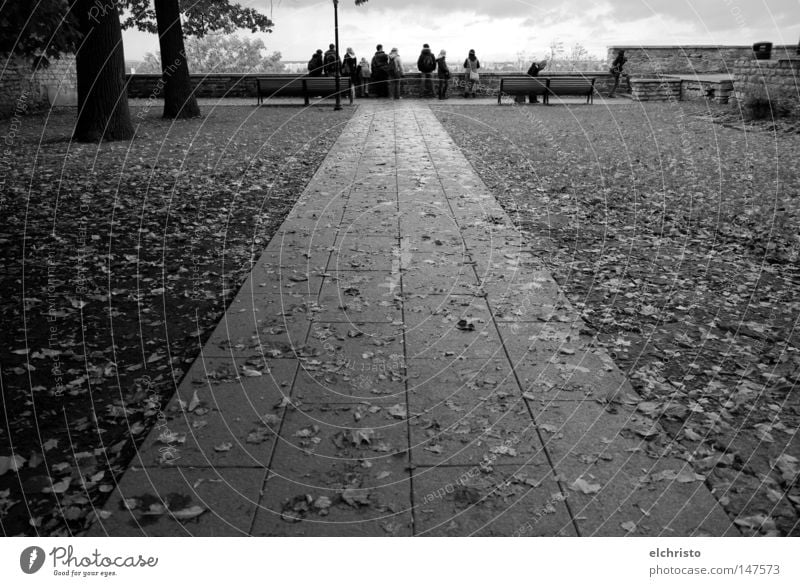 The way to the view Autumn Lanes & trails Tree Leaf Black & white photo Human being Vantage point Tallinn Estonia Sky Far-off places Stone Clouds Damp