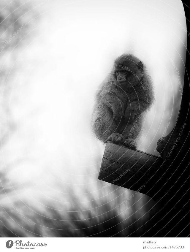 shit weather Winter Bad weather Fog Tree Animal Animal face Pelt Paw 1 Freeze Stand Dark Cold Barbary ape dissatisfied Black & white photo Exterior shot Pattern