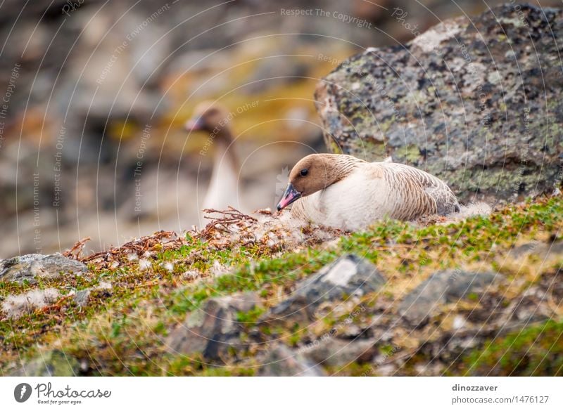 Grater white fronted goose Elegant Summer Couple Environment Nature Landscape Animal Coat Bird Wild White grater white fronted goose Nest-building The Arctic