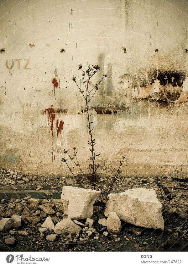 utz Plant Flower Shriveled Death Broken Transience Dismantling Decline Time Past End Fragment Stone Second-hand Natural growth Overgrown Maturing time