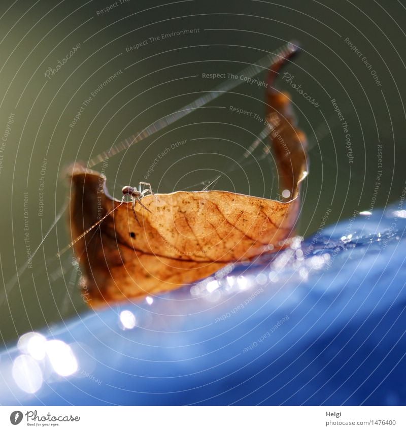 By a silken thread... Environment Nature Plant Animal Drops of water Autumn Leaf Park Spider 1 Plastic Old Glittering Crawl Lie To dry up Authentic Uniqueness