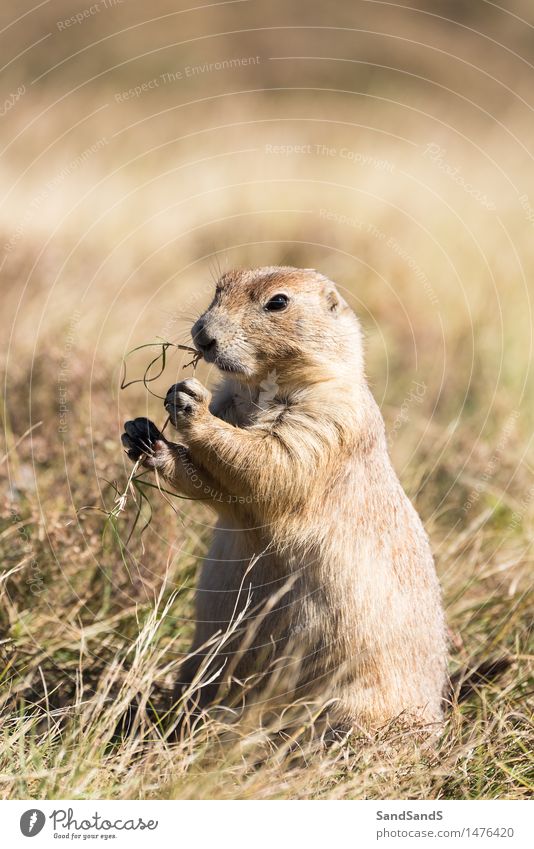 Priarie dog Environment Nature Animal Meadow Field Wild animal Animal face 1 Beautiful Cuddly Funny Brown America States USA United North Mammal Prairie dog