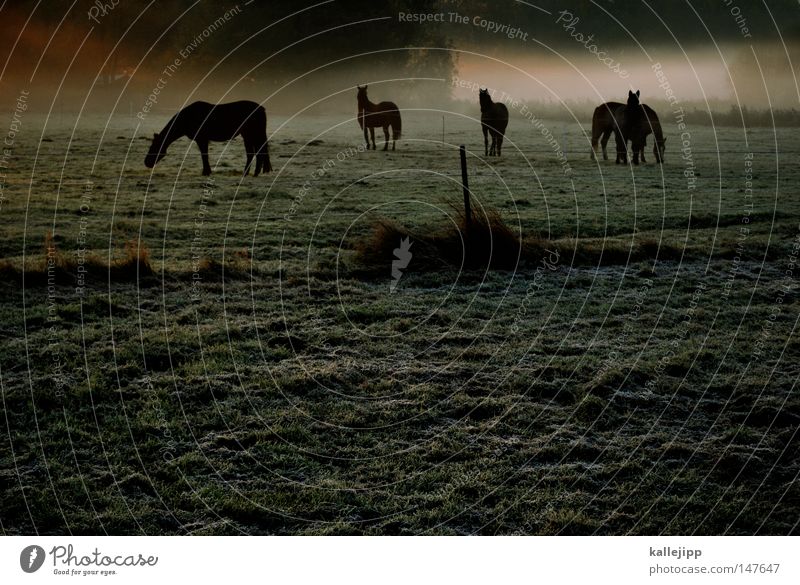 It's gonna be a beautiful day. Horse Beautiful Esthetic Graceful Fog Morning Sunrise Meadow Grass Drops of water Rope Dew Animal Environment Nature Harmonious