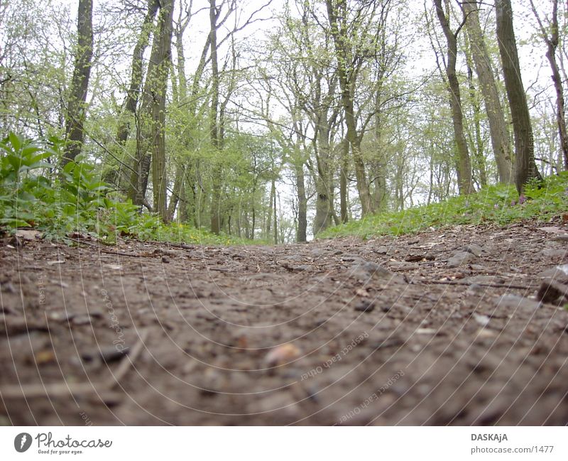 beaten path Brown Green Tree Forest Lanes & trails