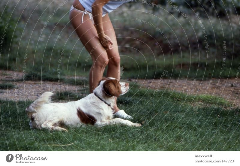 dog's life Dog Meadow Watchfulness Young woman Hound Joy Concentrate Mammal naked legs Epagneul-Breton hunting dog