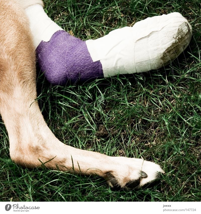 gizmo Grass Meadow Dog Paw 1 Animal Lie Brown Green Violet Pain Relaxation Healthy Rescue Legs Lint Bandage Accident Colour photo Subdued colour Exterior shot