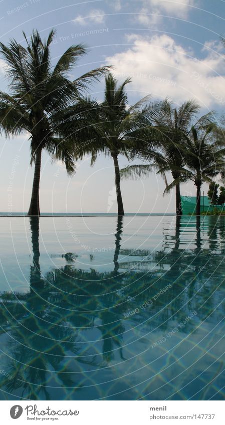 Palm trees by the pool Ocean Swimming pool Vacation & Travel Sky Nature Plant Coconut Water Chlorine Clouds Horizon Asia Thailand Koh Phangan Summer chill