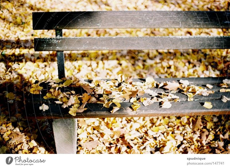 Seventy-three years Autumn Sun Moody Light Physics Leaf Tree Stay Park Park bench Loneliness Seasons Garden Transience Warmth End Offense Death Bench Relaxation