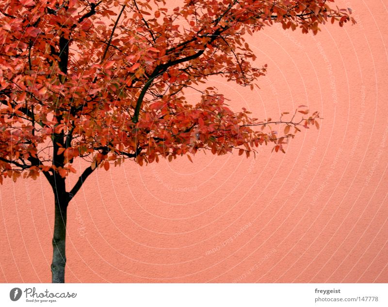 Autumn isochrome House (Residential Structure) Tree Leaf Bright Orange Pink Red Relationship Monochrome Wall (building) isochromatic anni k. Multicoloured