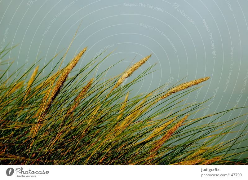 grass Grass Marram grass Sweet grass Coast Sky Wind Line Baltic Sea Beach dune Growth Nature Environment Green Blue Yellow Colour sand pipe stalk risp