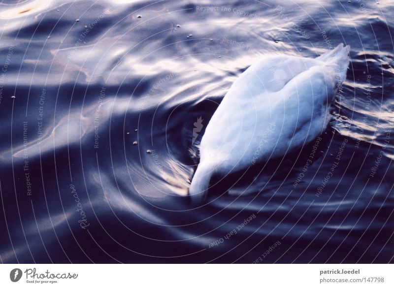 Brains under water Colour photo Subdued colour Exterior shot Deserted Day Twilight Contrast Reflection Bird's-eye view Animal portrait Waves Dive Water Lake