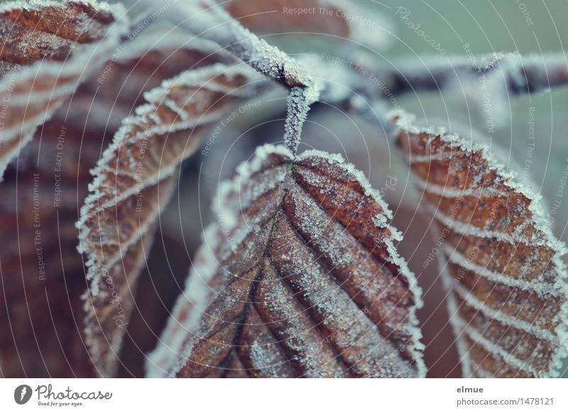Grand Ouvert Ice Frost Beech tree Beech leaf Grove birch Skat circulation Transience Rachis Freeze Hang Cold Brown Brave Together Disciplined Endurance