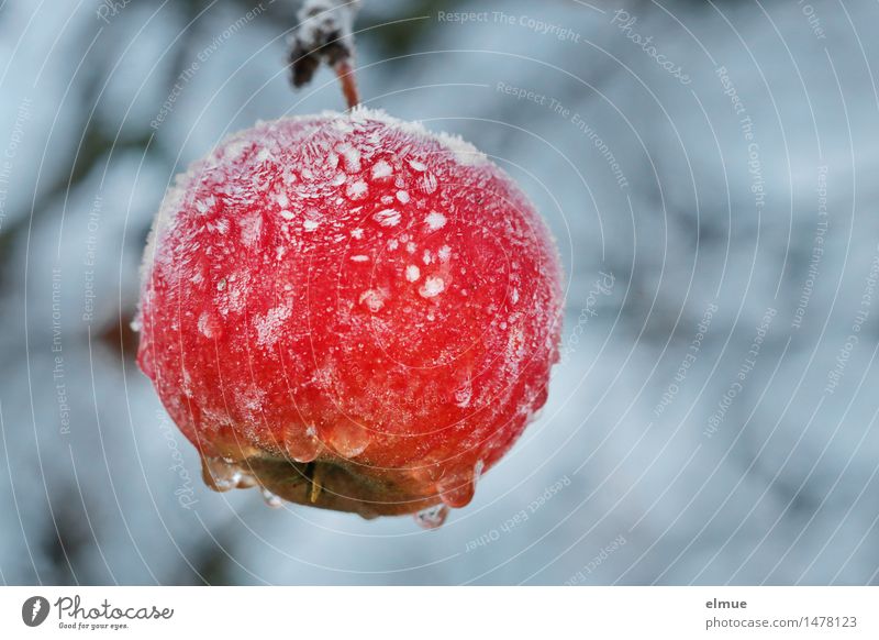 baked apple room Nature Winter Ice Frost Apple tree Cold Cold shock Diet Freeze Hang Healthy Wet Sour Beautiful Sweet Feminine Red Life Curiosity Hope Appetite