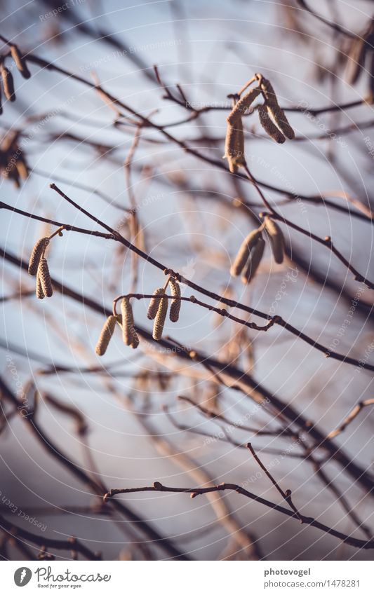 hazel bush Environment Plant Autumn Bushes Blossom Hazelnut Garden Authentic Natural Gloomy Dry Blue Brown Moody Sadness Reluctance Colour photo Exterior shot