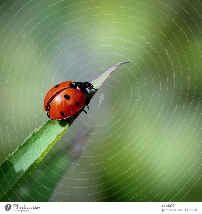 Start of happiness? Environment Nature Plant Animal Spring Summer Leaf Beetle Wing Seven-spot ladybird Insect Ladybird Good luck charm Happy 1 Crawl Small Above