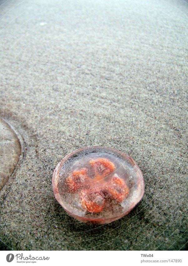 lion's mane jellyfish Jellyfish Lion's mane jellyfish Baltic Sea Beach Sand Ocean Red Death Animal