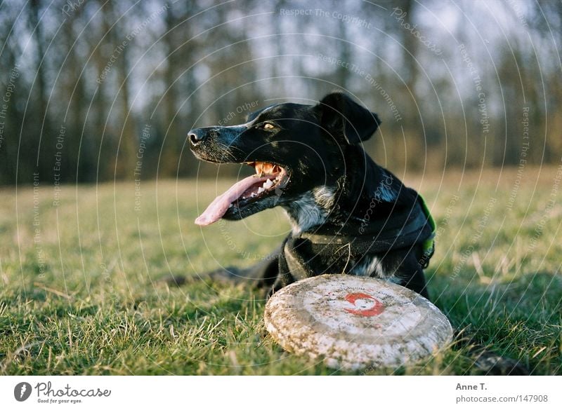 frisbee girl Dog Frisbee Black Dirty Meadow Long Field Tree Blur Calm Exterior shot Animal Leisure and hobbies Tongue Joy