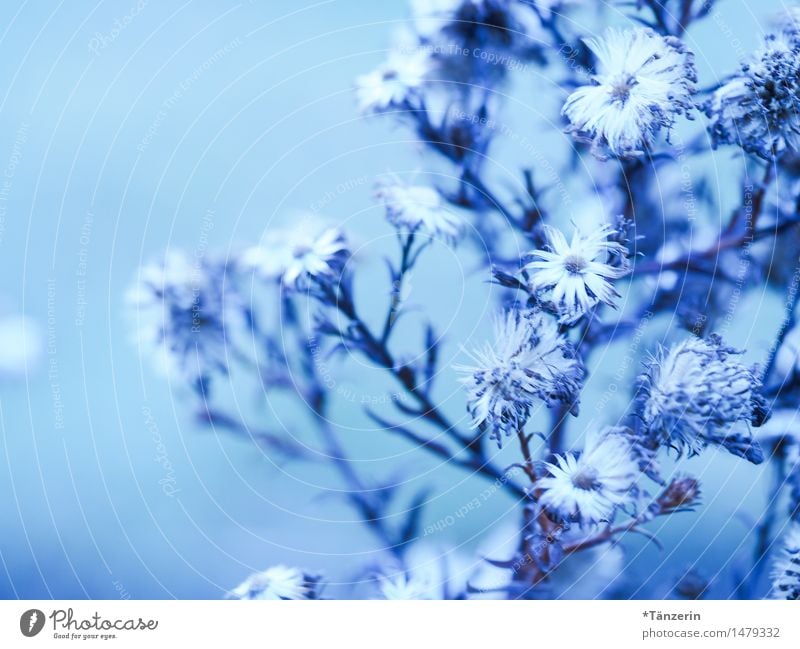 winter flowers Nature - a Royalty Free Stock Photo from Photocase