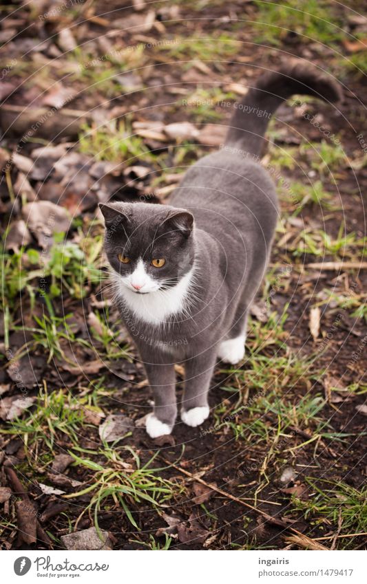 A Friendly Earth Grass Meadow Animal Pet Cat Domestic cat 1 Observe Looking Stand Friendliness Beautiful Curiosity Cute Brown Gray Green White Contentment Trust