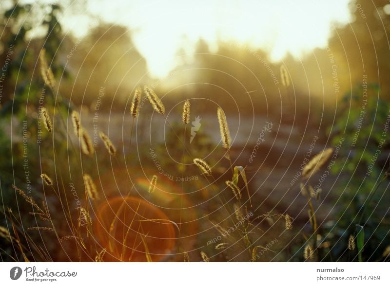 Morning. Sun Autumn Horticulture Beautiful Light Lighting Blade of grass Plant Glittering Fog Drops of water Dew East Aperture Patch Reflection Slide Analog