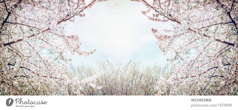 Blossoming fruit trees above sky and spring Nature Lifestyle Design Summer Garden Plant Sky Sunlight Spring Beautiful weather Tree Leaf Park Fragrance Style