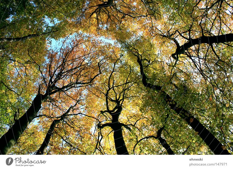 forest Multicoloured Mountain Nature Autumn Tree Leaf Forest Roof Fresh Blue Brown Yellow Green Tree trunk Branch To go for a walk Wiehen Mountains